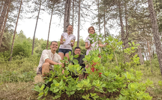 Woda z perukowca podolskiego: naturalny środek na krwawiące dziąsła, próchnicę, afty i nieświeży oddech