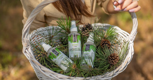 Igły sosny zwyczajnej Pinus sylvestris i Organiczna woda Sosnowa Hydrolina