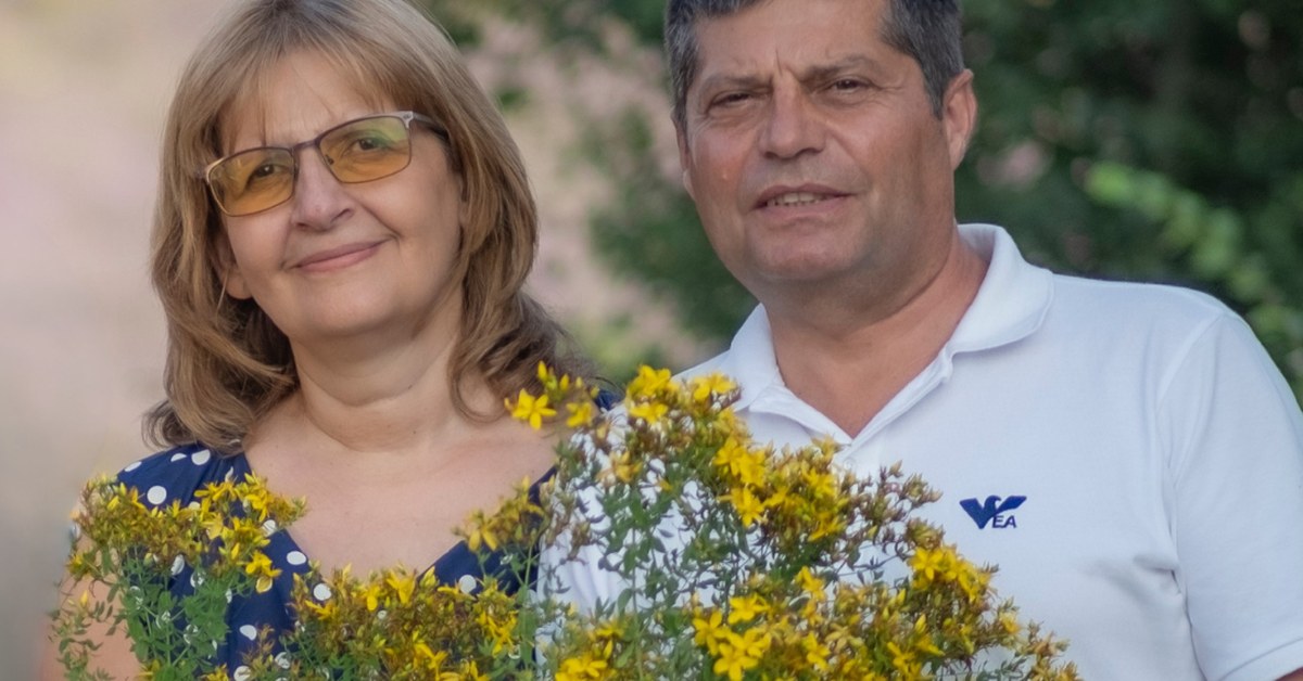 Dziurawiec Hypericum perforatum zebrany przez rodzinę Ralchevi