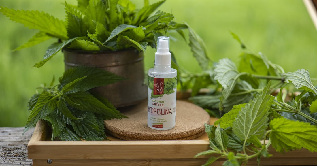 Dzika pokrzywa Urtica dioica i Woda z dzikiej Pokrzywy Hydrolina