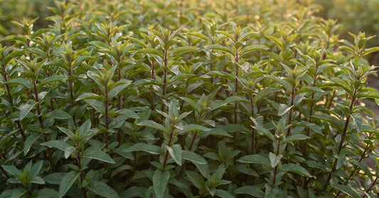 Mięta pieprzowa Mentha piperita i Organiczna woda z Mięty Pieprzowej Hydrolina